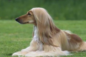 阿富汗猎犬，疫情下的坚韧与希望