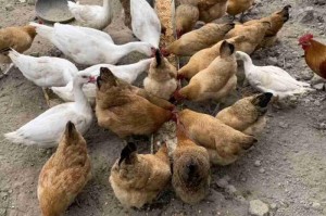 疫情三年发放多少失业补助金（因疫情可以领取三个月失业金）