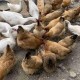 疫情三年发放多少失业补助金（因疫情可以领取三个月失业金）