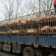 疫情三年国库还有多少资金（疫情国库支出）