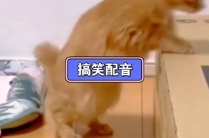 最新热门搞笑视频配音对口型疫情（疫情常用配音）