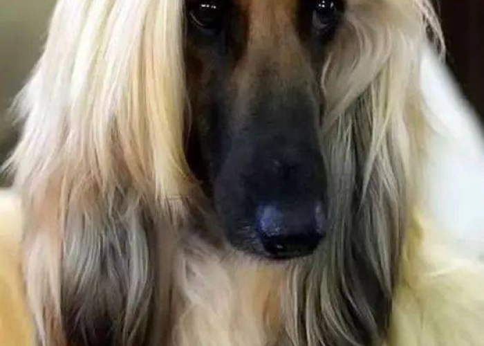 阿富汗猎犬，疫情下的坚韧与希望