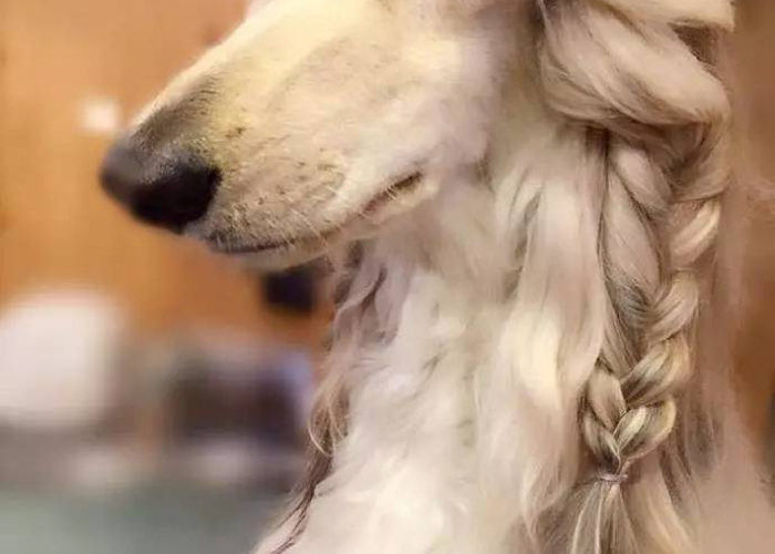 阿富汗猎犬，疫情下的坚韧与希望
