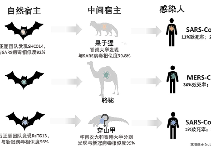 新冠疫情由哪种病毒引起？