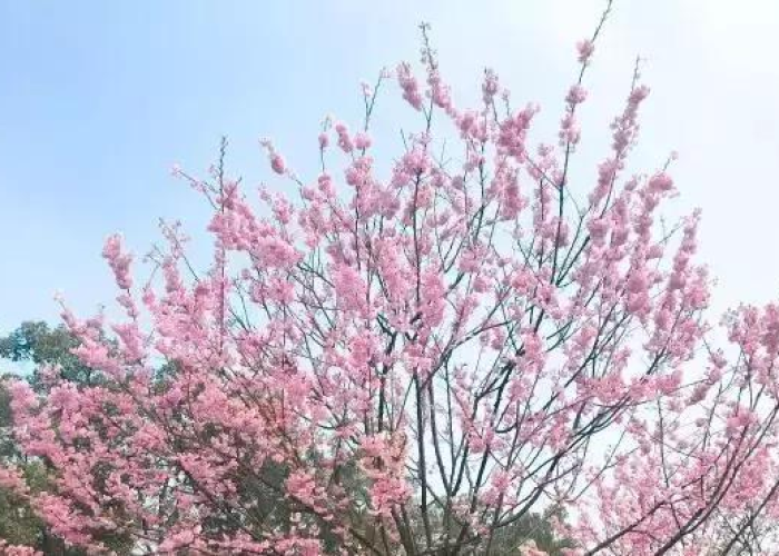 重庆疫情时间线，从防控挑战到逐步复苏的历程
