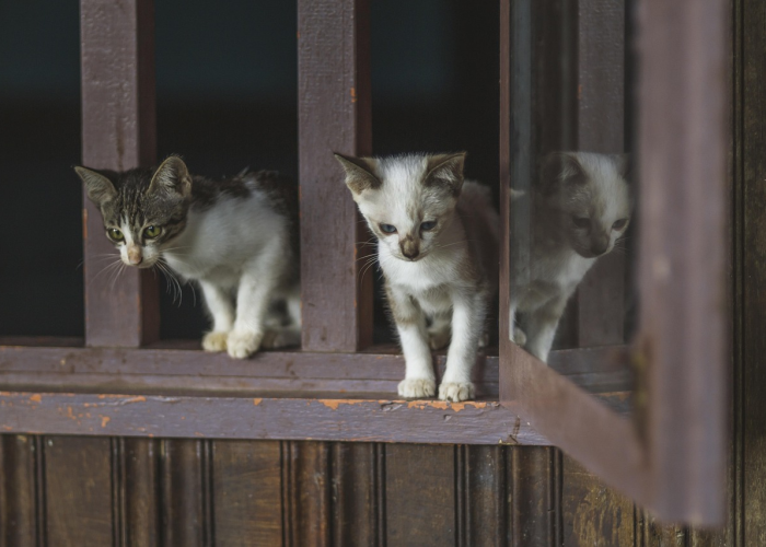 当阳性成为生死判决，一只猫的死亡与一个时代的困惑