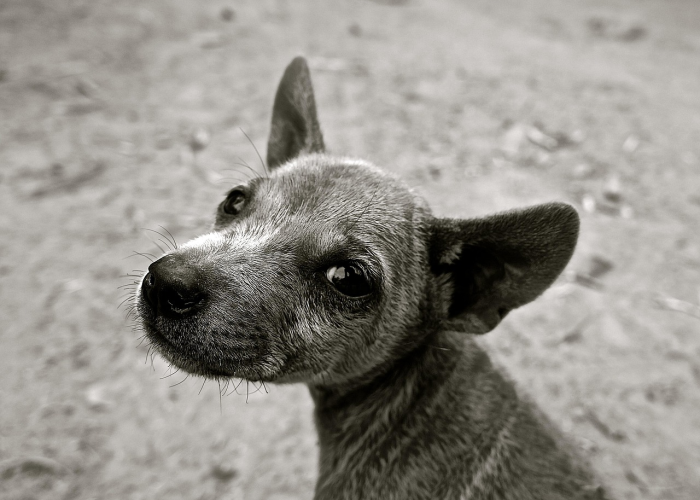 全网解答“熊猫竟技透视开挂教程”(透视详细教程)-知乎 全网解答“熊猫竟技透视开挂教程”(透视详细教程)-知乎