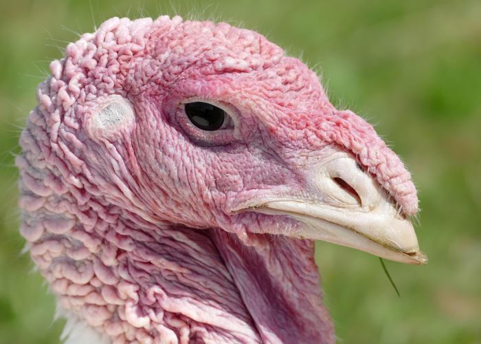 给大家科普一下“经典比鸡有没有透视辅助”(千真万确有挂)-知乎 给大家科普一下“经典比鸡有没有透视辅助”(千真万确有挂)-知乎