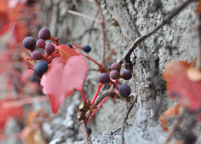 杨州役情,被遗忘的血泪地丁与盛世伤疤 杨州役情,被遗忘的血泪地丁与盛世伤疤