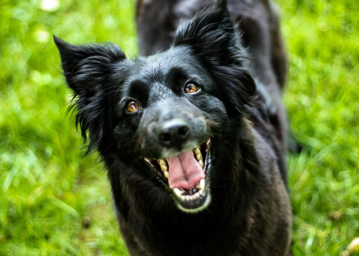 独家发现“功夫川麻有没有开挂透视”(详细开挂教程)-知乎 独家发现“功夫川麻有没有开挂透视”(详细开挂教程)-知乎