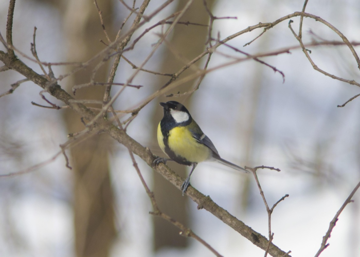 今日重大消息“大金牙麻将真的有开挂软件”(其实确实有挂)-知乎