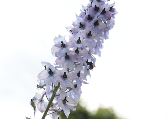 全网解答“空谷幽兰有没有挂”(真实可以装挂)-知乎