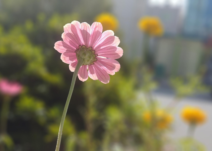 深圳限牌政策2021年最新动态，持续优化与稳定实施