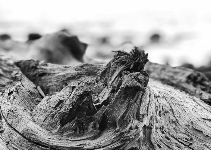 百万逝者，美国新冠死亡人数背后的国家伤痕与集体反思