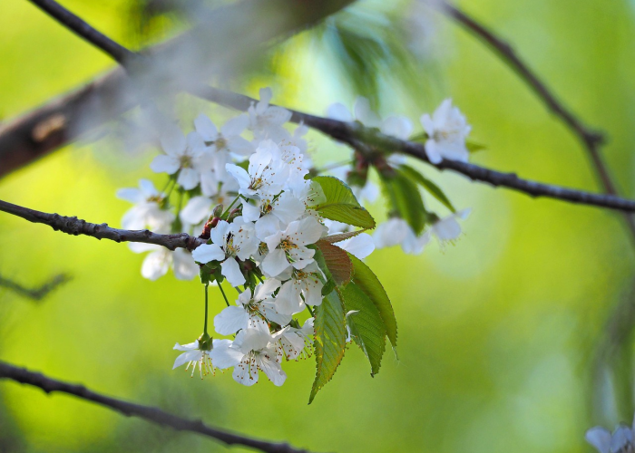 【玩家必看实操】“樱花之盛开挂辅助教程”(其实确实有挂)-知乎 【玩家必看实操】“樱花之盛开挂辅助教程”(其实确实有挂)-知乎
