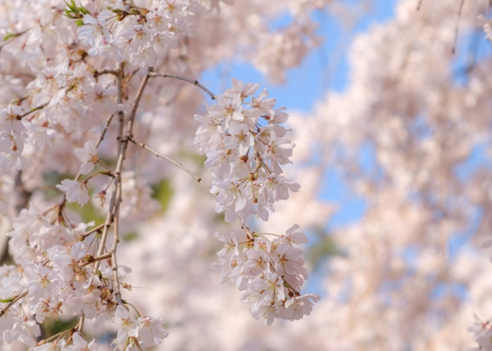 经验总结“樱花之盛有没有透视开挂”(辅助开挂教程)-知乎 经验总结“樱花之盛有没有透视开挂”(辅助开挂教程)-知乎