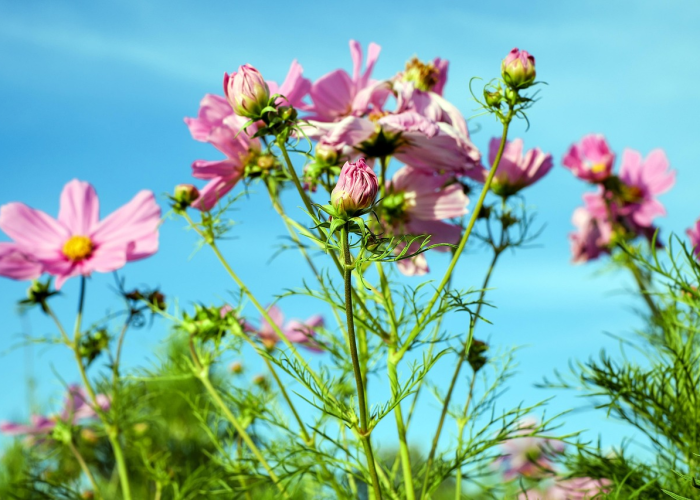 玩家分享攻略“爱玩辽宁麻将有没有开挂透视”(果然有挂)-知乎