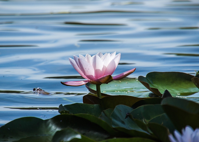 布加迪威龙多少钱?揭秘超跑界价格金字塔的巅峰之作 布加迪威龙多少钱?揭秘超跑界价格金字塔的巅峰之作