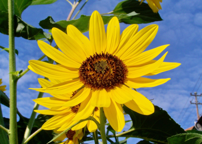 武汉十七中,梧桐树影里的百年弦歌 武汉十七中,梧桐树影里的百年弦歌