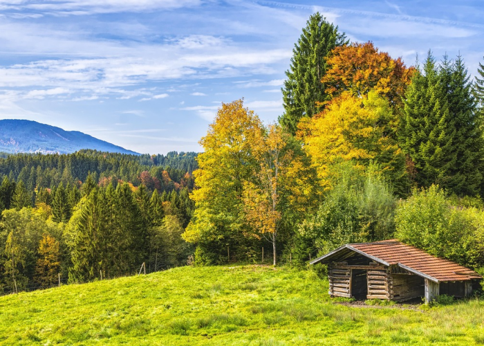 武汉十七中,梧桐树影里的百年弦歌 武汉十七中,梧桐树影里的百年弦歌