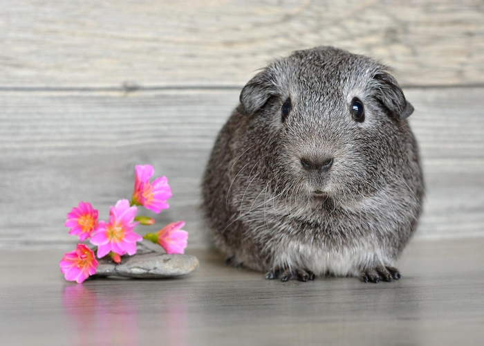 一家十一口,打一最佳生肖,鼠 一家十一口,打一最佳生肖,鼠