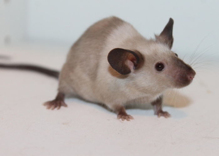 一家十一口,打一最佳生肖,鼠 一家十一口,打一最佳生肖,鼠