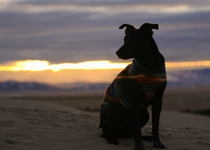玩家必看“全民雀神透视开挂功能”(真实可以装挂)-知乎