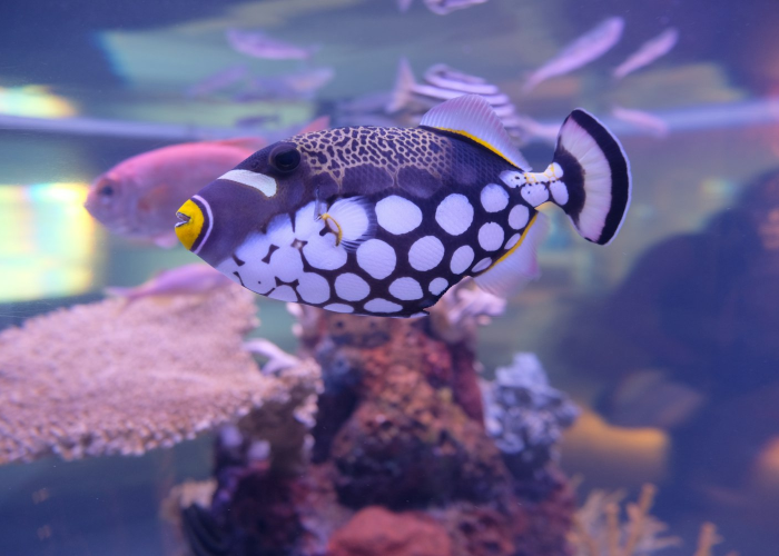 千奇百怪是什么动物?一场自然界的想象力狂欢 千奇百怪是什么动物?一场自然界的想象力狂欢