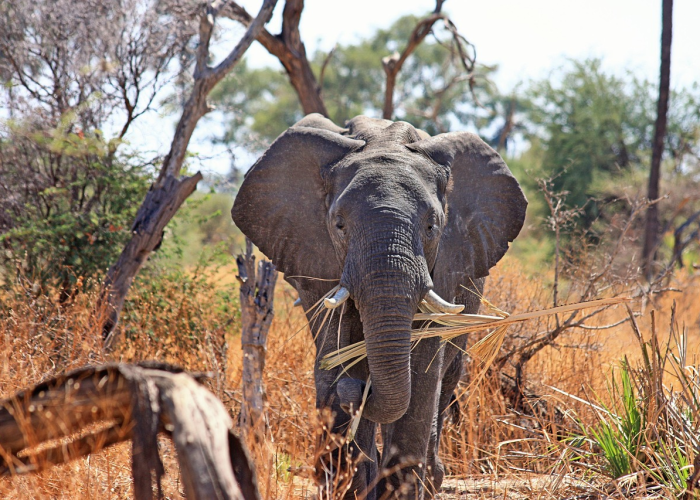 辽宁朝阳疫情风险等级查询指南,实时掌握动态,科学精准防控 辽宁朝阳疫情风险等级查询指南,实时掌握动态,科学精准防控