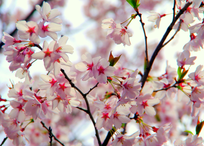 分享给大家“中至上饶麻怎么可以开挂”(开挂提高胜率)-知乎