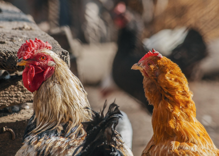 玩家分享攻略“牵手跑胡子究竟怎么透视”(果然有挂)-知乎 玩家分享攻略“牵手跑胡子究竟怎么透视”(果然有挂)-知乎