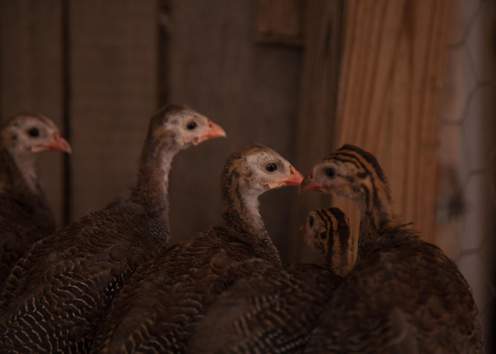 独家发现“好运比鸡究竟有没有挂”(原来确实有挂)-知乎 独家发现“好运比鸡究竟有没有挂”(原来确实有挂)-知乎