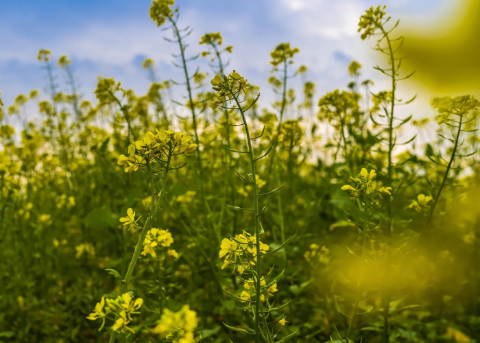 关于落实最新防疫规定通知的重要提示与解读 关于落实最新防疫规定通知的重要提示与解读
