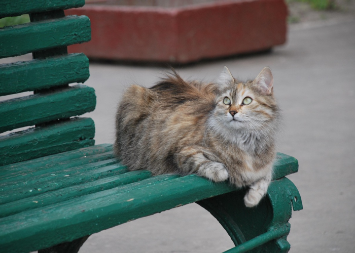 给大家科普一下“熊猫竟技透视软件挂”(原来确实有挂)-知乎 给大家科普一下“熊猫竟技透视软件挂”(原来确实有挂)-知乎