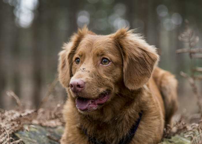 分享给大家“哈狗十三道到底怎么开挂”(原来确实有挂)-知乎 分享给大家“哈狗十三道到底怎么开挂”(原来确实有挂)-知乎