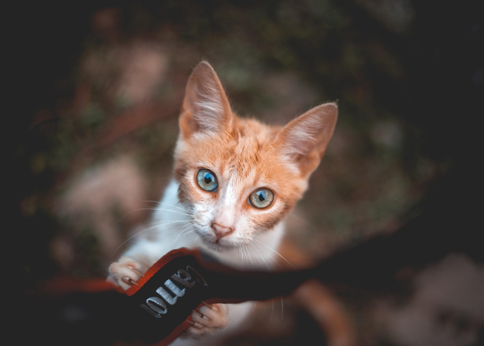 莱西周科最新动态,创新驱动发展,科技赋能产业升级 莱西周科最新动态,创新驱动发展,科技赋能产业升级