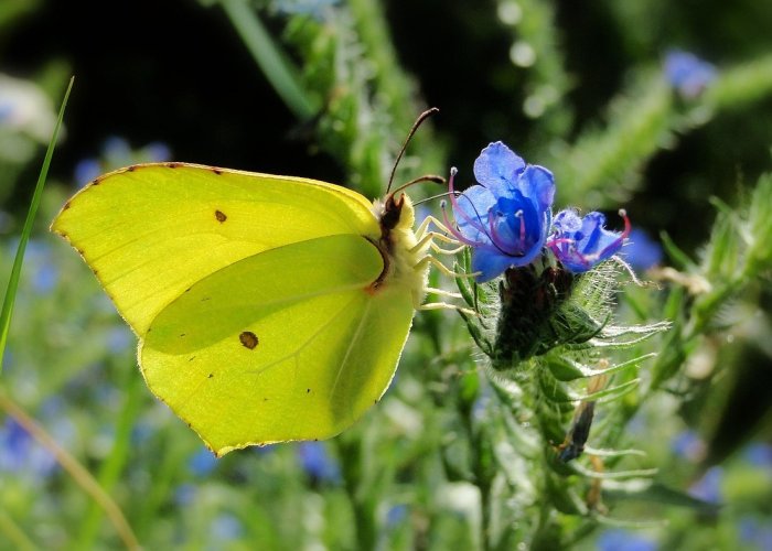 给大家科普一下“空谷幽兰透视软件教程”(透视详细教程)-知乎 给大家科普一下“空谷幽兰透视软件教程”(透视详细教程)-知乎