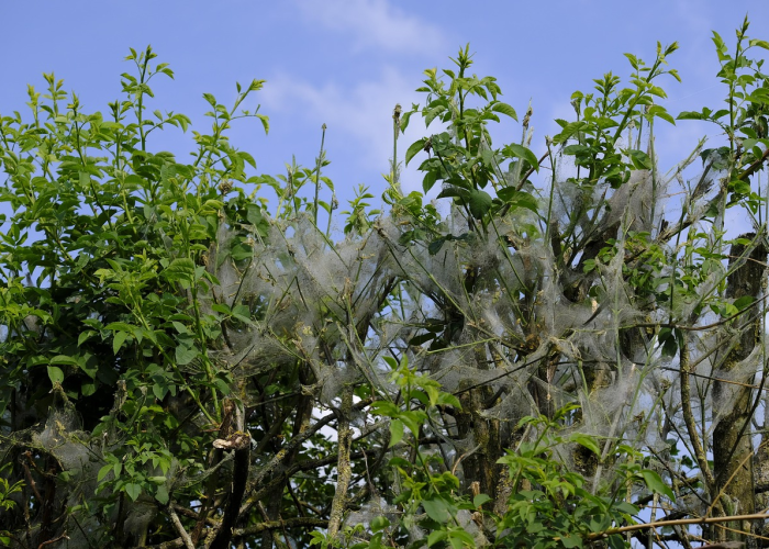 分享给大家“新毛豆究竟怎么开挂”(千真万确有挂)-知乎