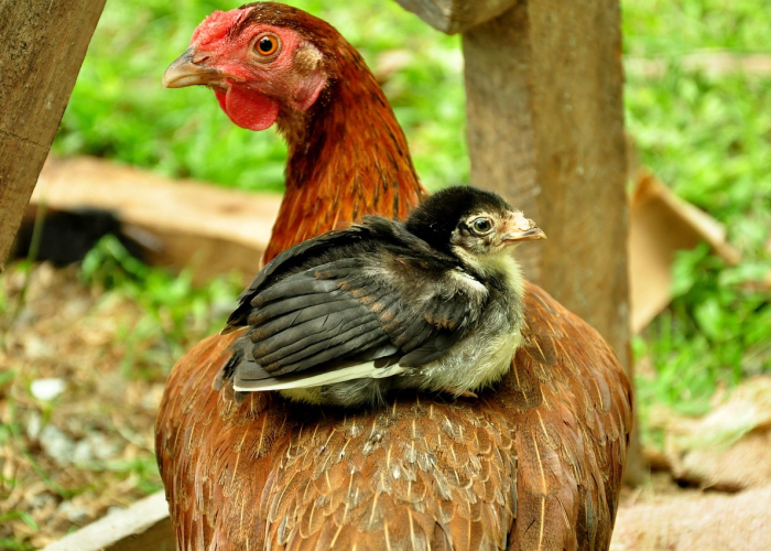 玩家实测“天天比鸡究竟有没有开挂”(详细开挂教程)-知乎 玩家实测“天天比鸡究竟有没有开挂”(详细开挂教程)-知乎