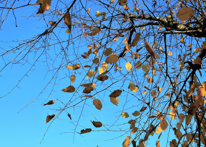 河南大蒜种植黄金期，白露早，寒露迟，秋分种蒜正当时