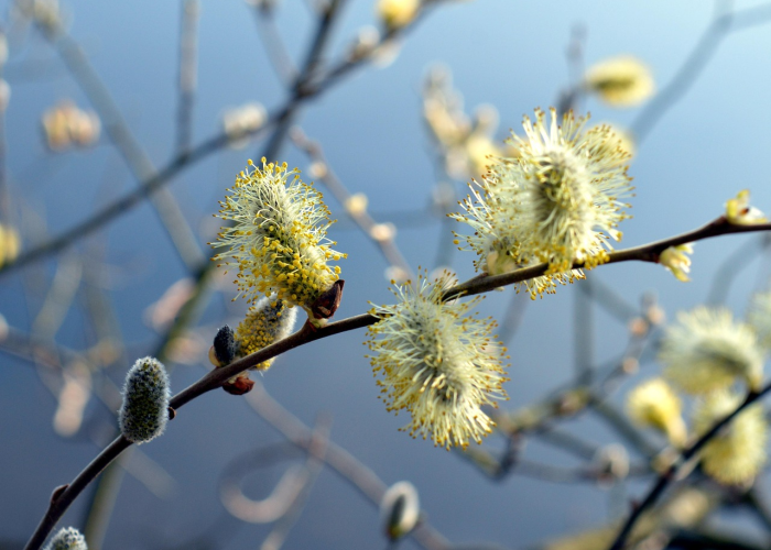 清明逢春半，人间四月天