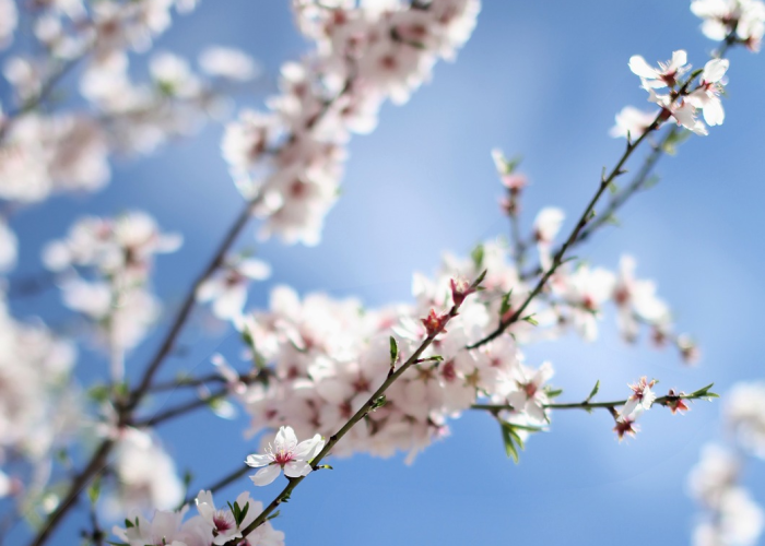 清明逢春半，人间四月天