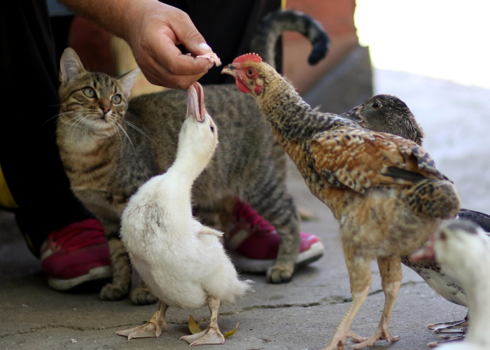 最新引进“多乐跑胡子透视开挂功能”(千真万确有挂)-知乎