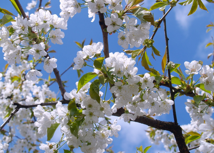 盘点必看揭秘“樱花之盛开挂透视有吗”(透视详细教程)-知乎 盘点必看揭秘“樱花之盛开挂透视有吗”(透视详细教程)-知乎