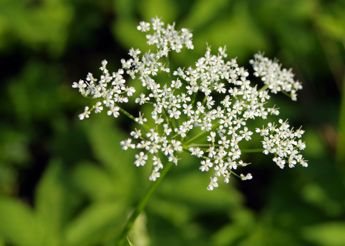 拉姆达突变株来袭，为何它被称为最危险的变异毒株？
