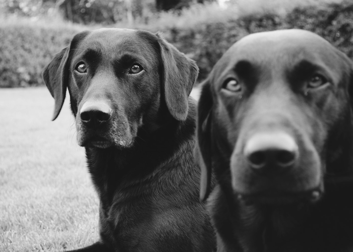 经验分享“哈狗十三道到底有没有开挂”(透视详细教程)-知乎