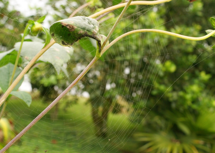 经验总结“新毛豆是不是有透视辅助”(果然有挂)-知乎 经验总结“新毛豆是不是有透视辅助”(果然有挂)-知乎