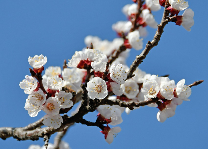 今日重大消息“樱花之盛开挂透视辅助”(果然有挂)-知乎 今日重大消息“樱花之盛开挂透视辅助”(果然有挂)-知乎