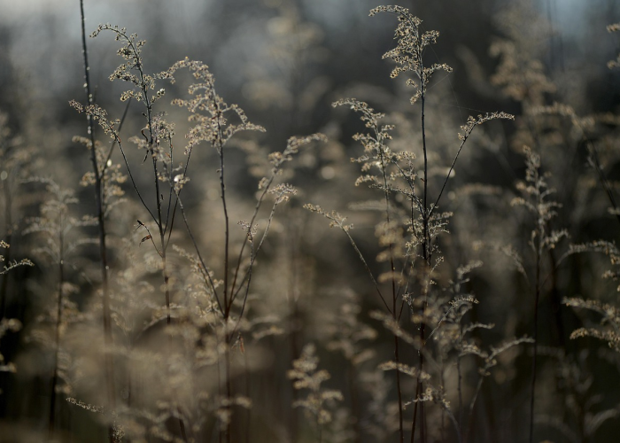 我来告诉大家新蛮王有没有挂”(千真万确有挂)-知乎