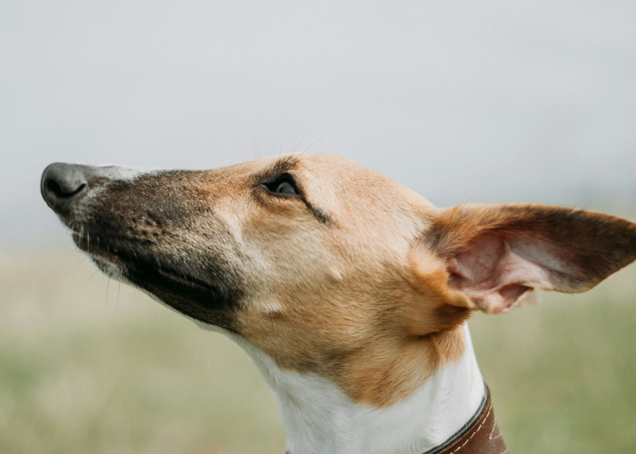 经验分享“哈狗十三道有什么可以开挂”(真实可以装挂)-知乎